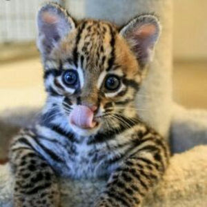 Meet your Posher, Joslyn